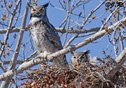 Bubo virginianus